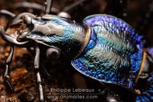 Le carabe embrouillé - Carabus intricatus