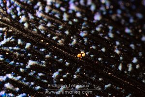 Le carabe embrouillé - Carabus intricatus