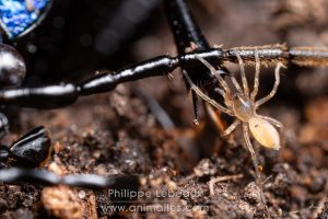 Le carabe embrouillé - Carabus intricatus