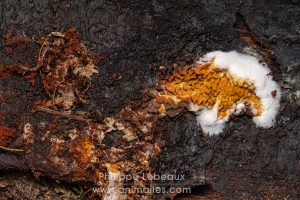 Champignon ascomycète sur bois en décomposition