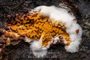 Champignon ascomycète sur bois en décomposition