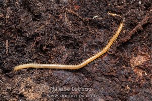 Mille-pattes prédateur, le géophile