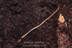 Mille-pattes prédateur, le géophile
