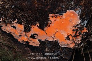 Champignon ascomycète sur bois en décomposition