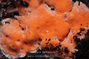 Champignon ascomycète sur bois en décomposition
