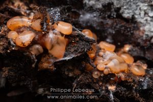 Champignon ascomycète sur bois en décomposition