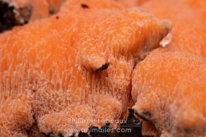 Champignon ascomycète sur bois en décomposition