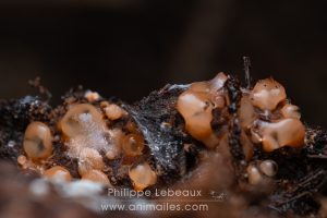 Champignon ascomycète sur bois en décomposition