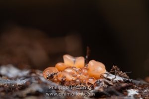 Champignon ascomycète sur bois en décomposition
