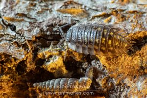 Cloporte Porcellio spinicornis