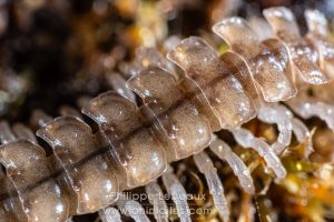 Segments du mille-pattes Polydesmus angustus