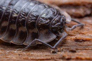 Cloporte Porcellio spinicornis avec champignons ascomycètes