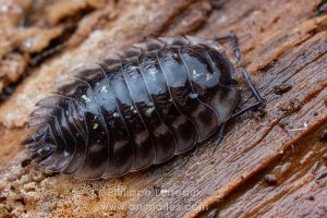 Cloporte Porcellio spinicornis avec champignons ascomycètes