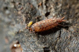 Cloporte Philoscia sp avec collembole entomobrya