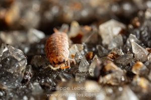 Cloporte Philoscia sp sur des cristaux de roche