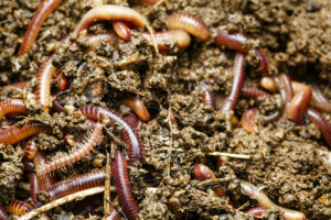 Myriapode Polydesme avec vers de terre