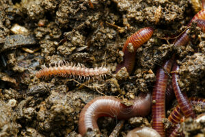 Myriapode Polydesme avec vers de terre