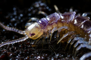 La lithobie à pinces est un myriapode prédateur