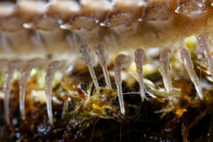 Focus sur les pattes d'un myriapode polydesme