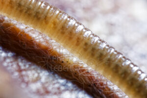 Focus sur segments et pattes d'un mille-pattes géophile