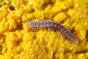 Myriapode diplopode sur un blob