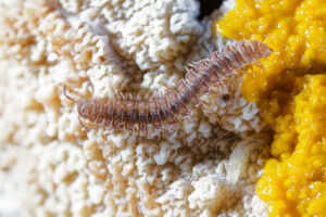 Myriapode diplopode sur un blob