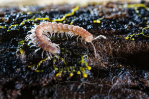 Myriapode diplopode sur des ramifications d'un blob