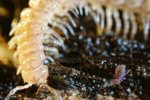 Focus sur un mille-pattes polydesme et collembole Dicyrtoma fusca
