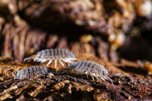 Isopodes Cloporte commun