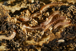 Regroupement de myriapodes Polydesmes avec un cloporte