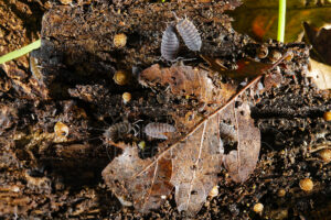 Cloporte avec escargot sous feuille morte