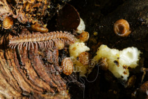 Myriapodes Polydesmes avec escargots