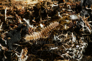 Myriapode Polydesme avec mycéliums