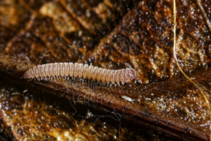 Mille-pattes Diplopode avec collembole
