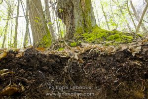 Photomontage avec organismes sur une coupe d'un sol forestier