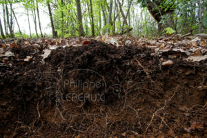 Coupe d'un sol forestier