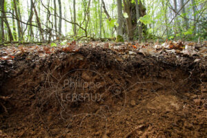 Coupe d'un sol forestier