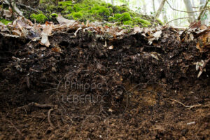 Coupe d'un sol forestier