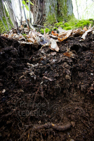 Coupe d'un sol forestier