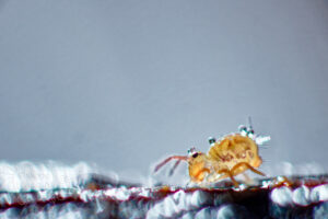 Collembole avec gouttelettes d'eau