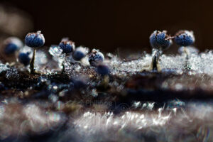 Ambiance artistique avec des myxomycètes et cristaux de givre