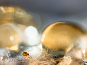 Collembole dans un décor de gouttes d'eau