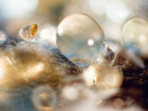Collembole et gouttes d'eau