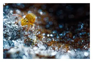 Collembole sur cristaux de givre