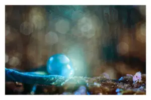 Photomontage collembole 01