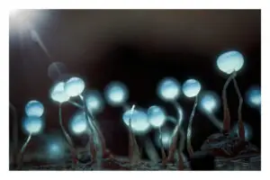 Luminous myxo
