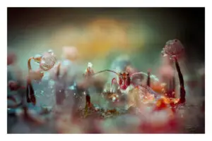 Photomontage collembole et myxomycètes 02