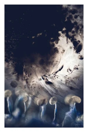 Photomontage avec myxomycètes