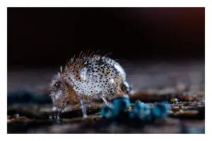 Collemboles Alacma fusca var pustulata