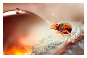 Photo de collemboles